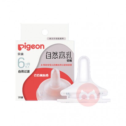 Pigeon ����Ӥ�׶�������Ȼ�������� 6��+