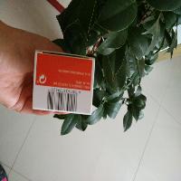 �ڱ�